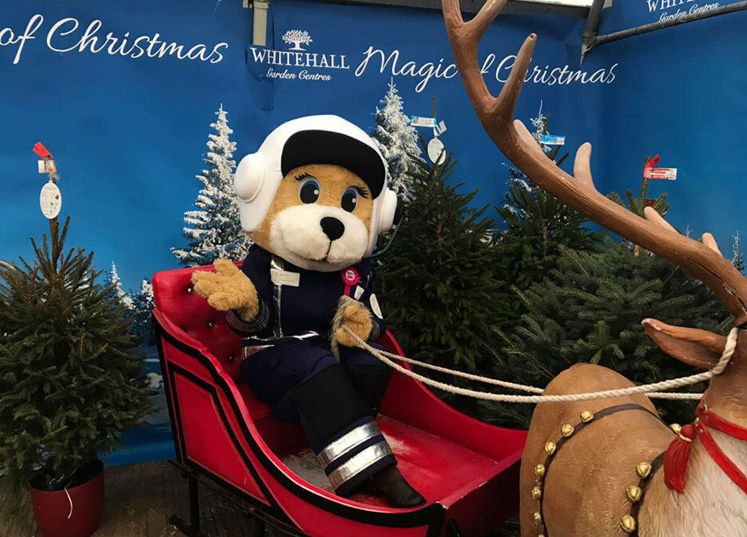 A teddy bear pilot mascot sat in a Santa's sleigh in front of Christmas trees.