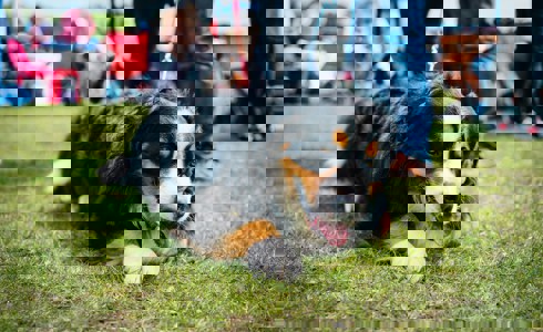 Paws Charity Dog Show