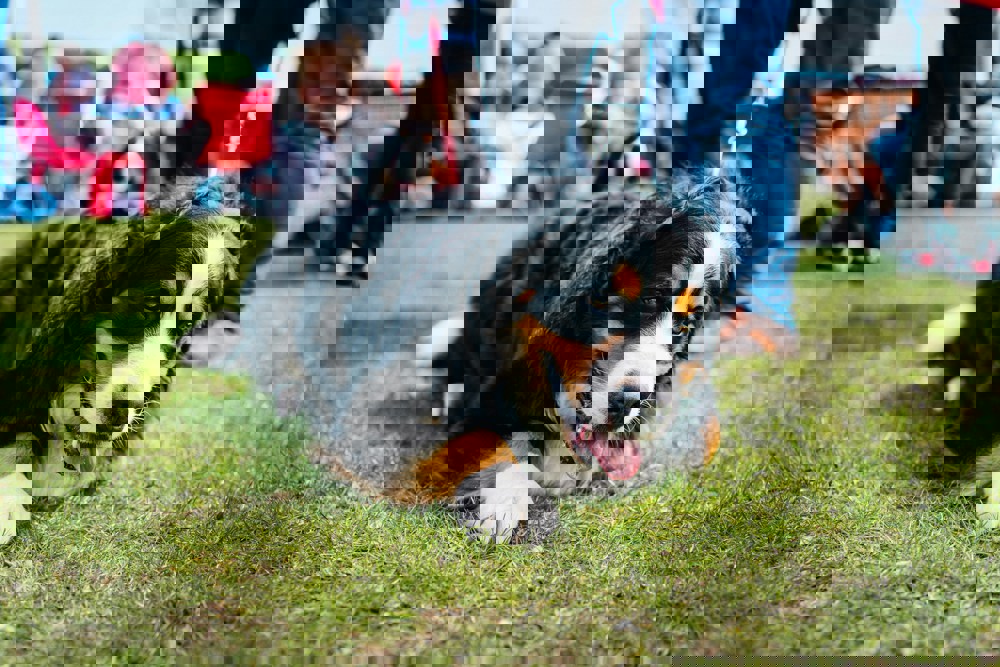 Paws Charity Dog Show