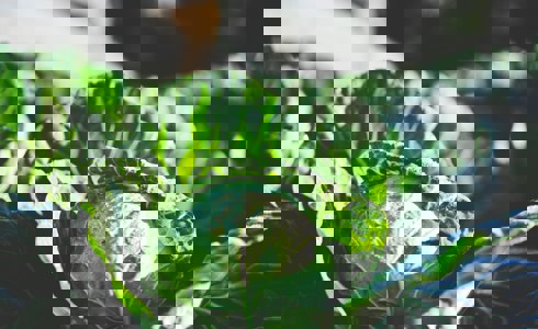 Cabbage