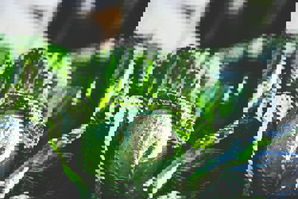 Cabbage Cabbage