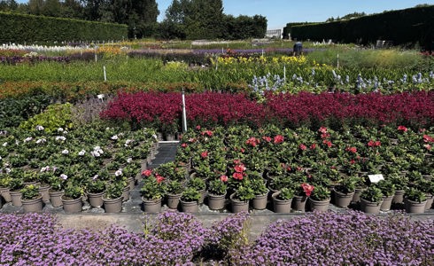 Autumn Plant Sale Weekend 2026