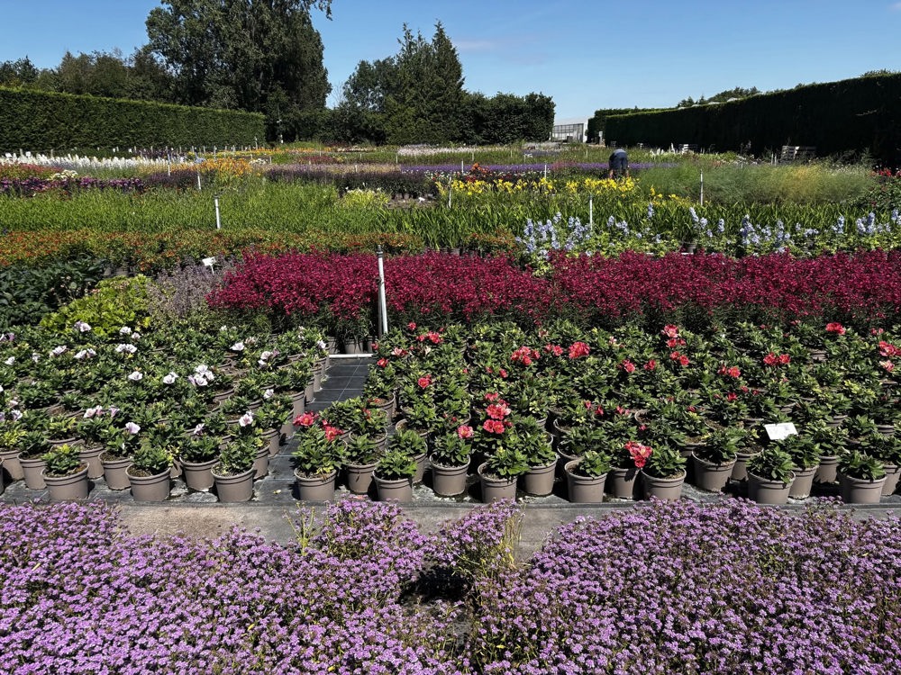 Autumn Plant Sale Weekend 2026